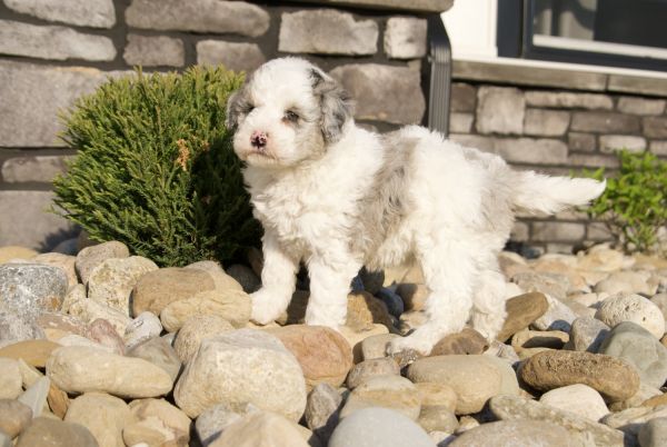 F1b Dixie mini sheepadoodle