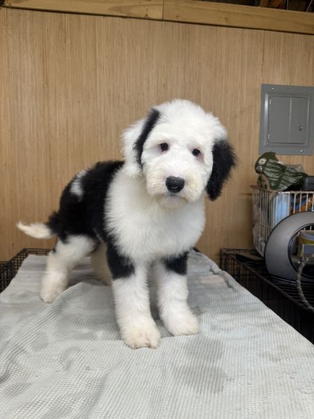 Sheepadoodle puppy dog