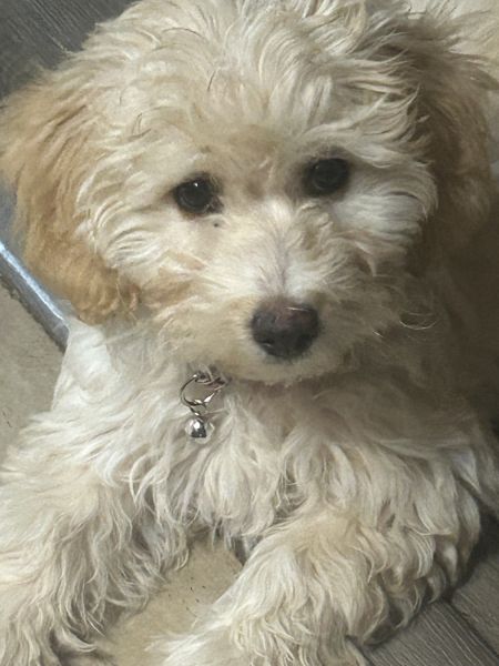 12 weeks old sheepadoodle