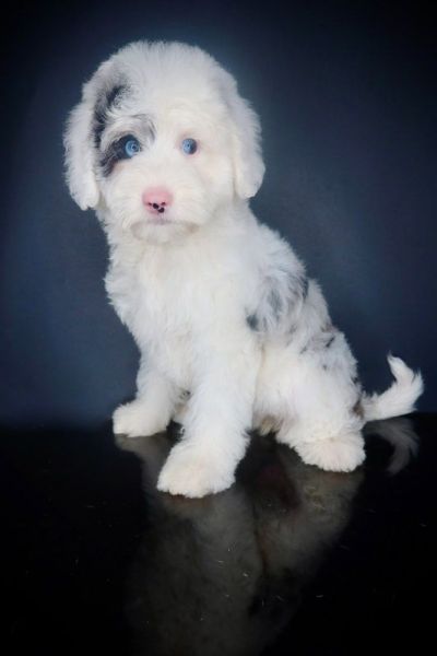 Puppies for Adoption