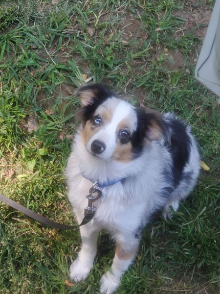 Miniature Aussie Shepard