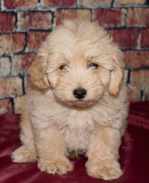 Miniature Aussiedoodle