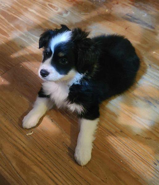 Handsome Mini Australian Shepherd