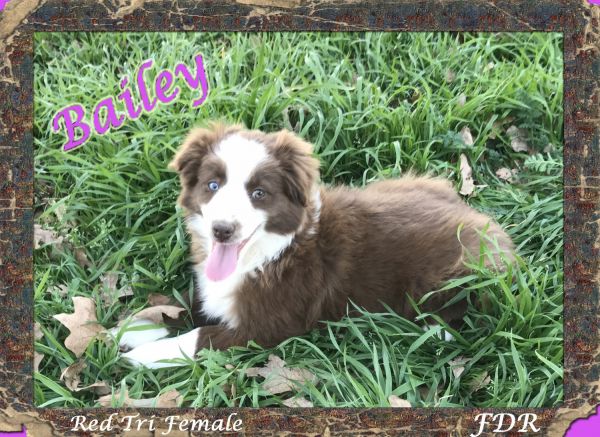 Bailey ~ Toy / Mini Red Tri Female Aussie Puppy ~1 Blue &1 Green Eye