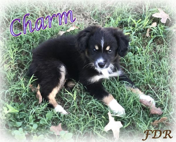 Charm ~ Small Mini Black Tri Female Aussie