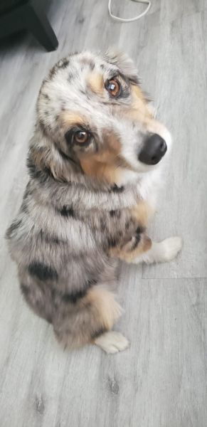 2 Amazing Miniature Australian Shepherds