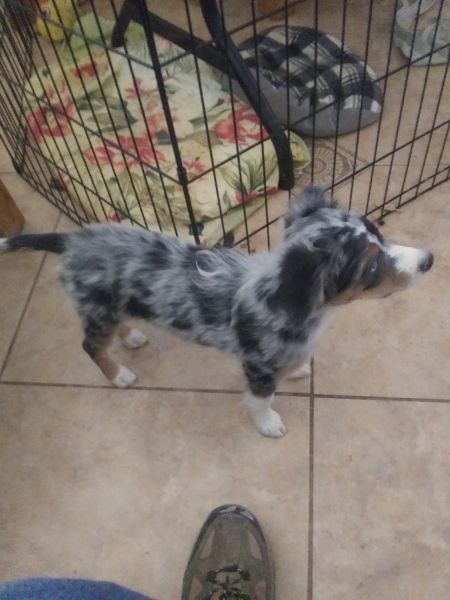 Miniature Australian Shepherd Blue Merle Puppies
