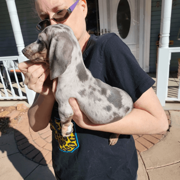 Blue and Cream with Tan Points