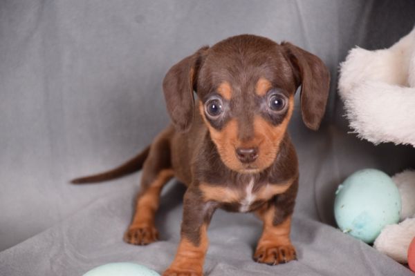 Miniature dachshund