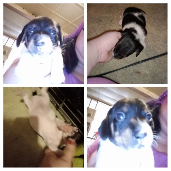 Miniature dachshunds puppies