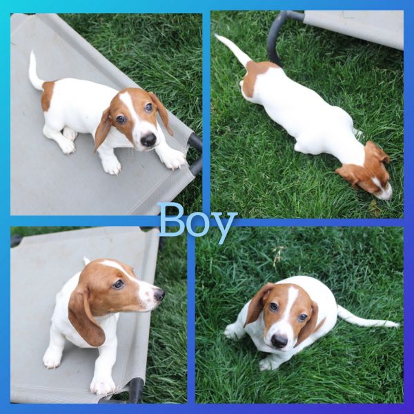 Mini Dachshund Puppies