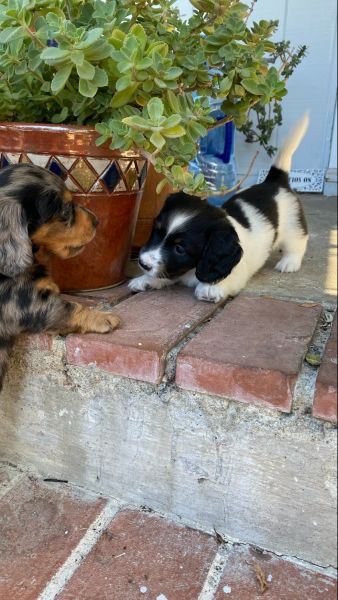 Longhaired Miniature Dachshund