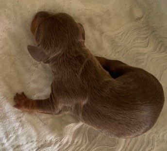 AKC and CKC Registered