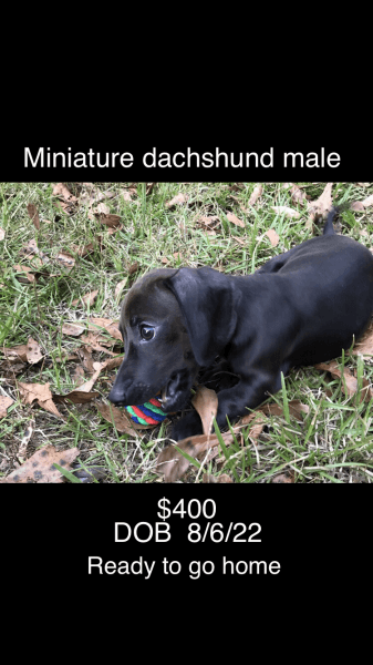 Sweet Miniature Dachshound