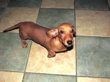 Miniature Dachshund