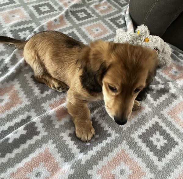 Longhair Mini Dachshund