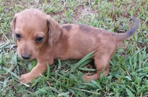 Miniature Dachshund Puppies