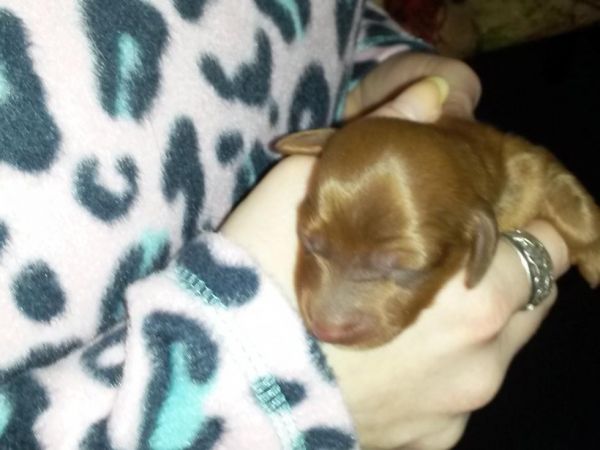 red female mini dachshund