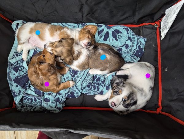 CKC Dachshund Puppies Longhairs ***