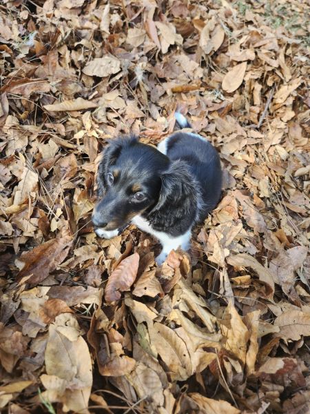 Coco miniature dachshund