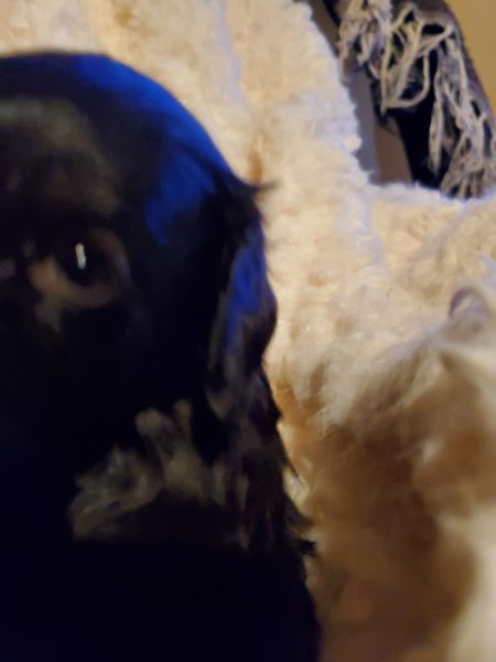 Miniature Dachshund longhair male for sale