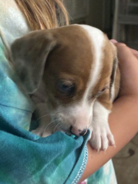 Puppy looking for its forever home