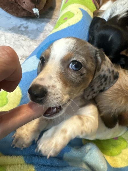 Mini Dachshund puppies available