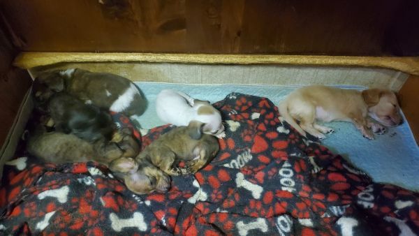 Mini Dachshund Puppies