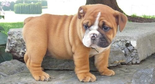 Mini English Bulldog Puppies For Sale