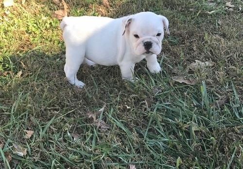 Stunning litter of Miniature English Bulldog puppies