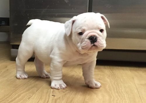 AKC Miniature English Bulldog. Puppies