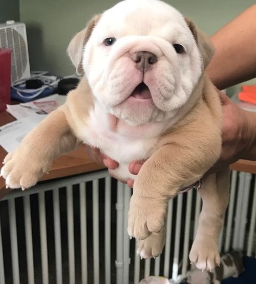 Beautiful Miniature English Bulldog Puppies