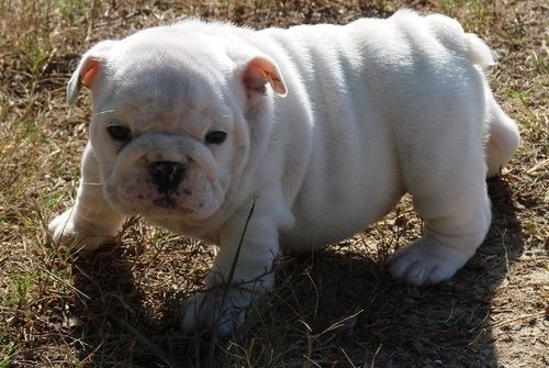 Gorgeous Miniature English Bulldog Puppies