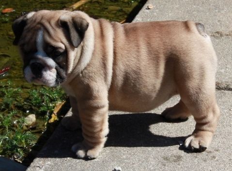 Healthy English Bulldog Puppies For Sale
