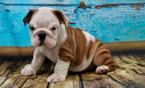 Healthy AKC Reg. English Bulldog puppies. Text (***) ***-***9