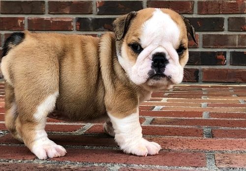 Adorable Miniature English Bulldog puppies for sale