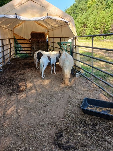 2 Mini 1 Pony Mares
