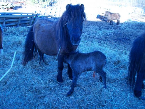 mini horses 4-sale