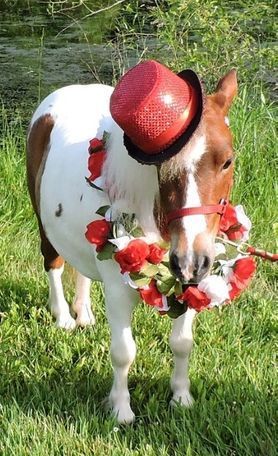 He does it all. Therapy Trained & does pony parties! Does TRICKS! Well