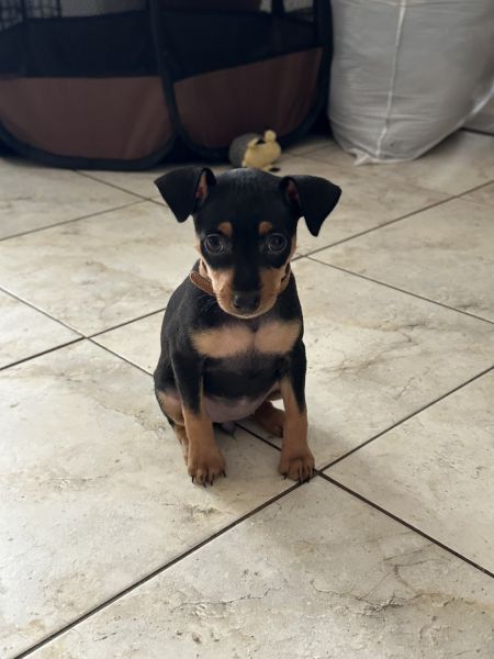 Precious will be ready 10-01-24