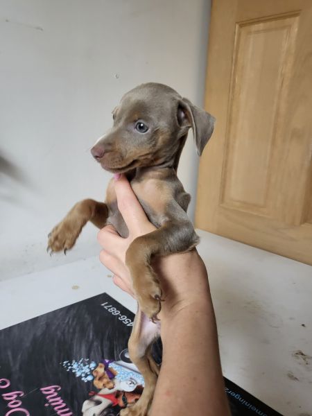 Miniature Doberman puppies