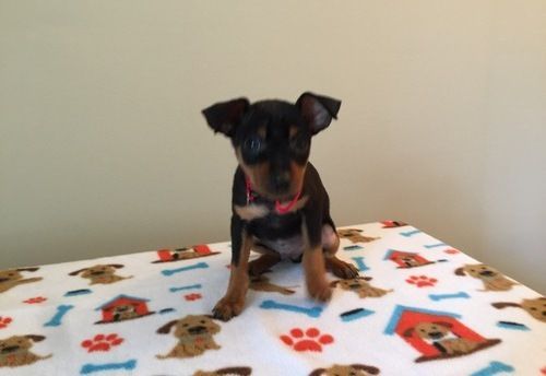 For Sale! Miniature Pinscher puppies