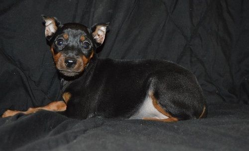 Gorgeous Miniature Pinscher Puppies For Sale