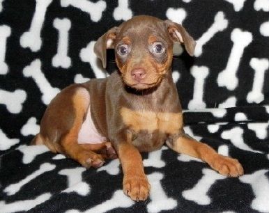 chocolate/ rust Miniature Pinscher puppies
