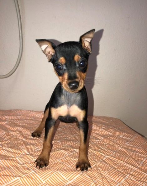 Miniature Pinscher Puppies for sale