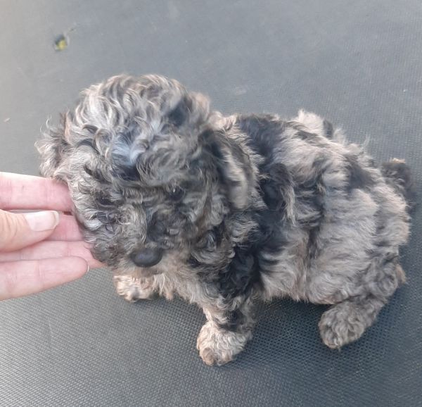 Merle male poodle