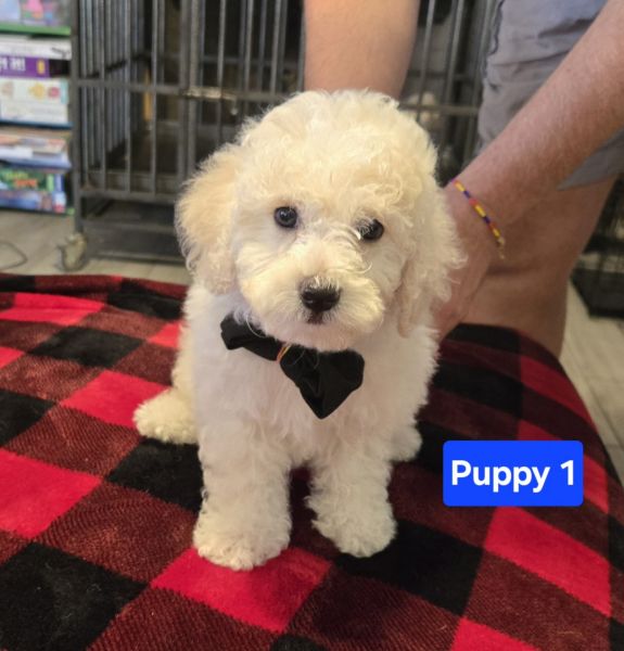Poodle puppy for sale