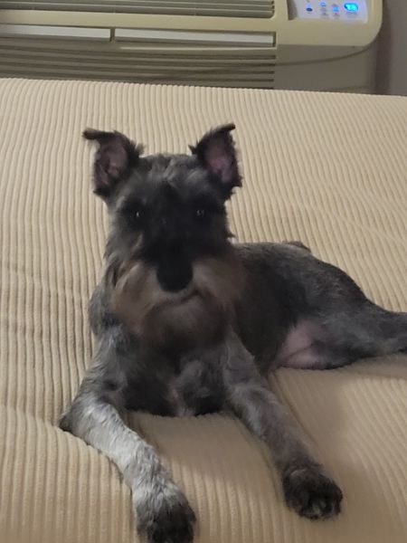 Miniature schnauzer