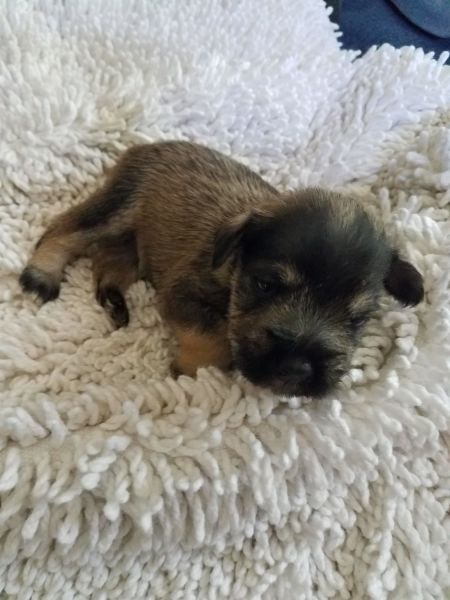Ckc Male Mini Schnauzers