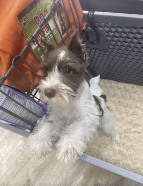 Tweed needs a new home!